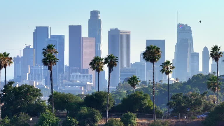 Downtown Los Angeles with palm trees